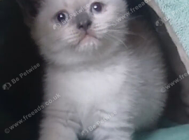 BEAUTIFUL BSH KITTENS READY!!!