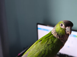 Black capped conure