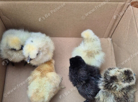 Silkie chicks