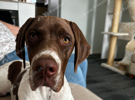 English pointer pup
