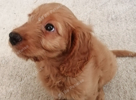 Female cockapoo for sale