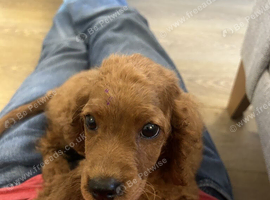 cockapoo for sale