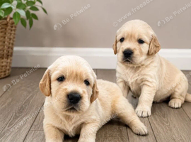 Chunky golden retriever puppies, kc registered