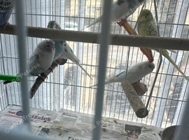 Budgies albinos litino handtame breeding pairs etc