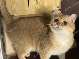 TICA registered adult cats