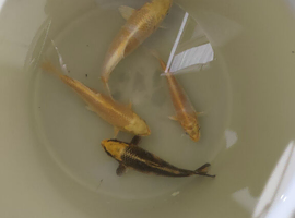 Japanese koi Yamabuki and Hariwake 6 inch (QTY.4)