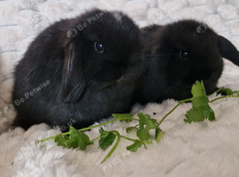 Mini Lop Girls