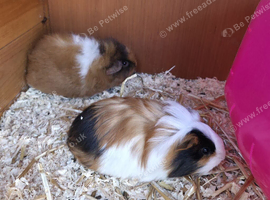2 x bonded female guinea pigs