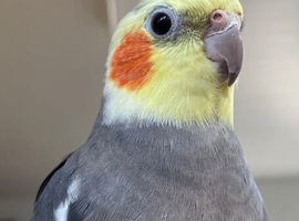 Cockatiels ️ I Babies and Adults Available