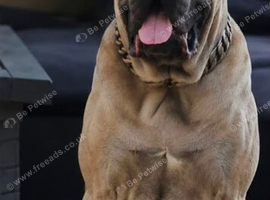 FORCE PRIME FORMENTINO STUD
