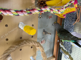 Male dna tested blue bellied Myers