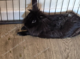 Male rabbit