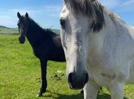 14.3hh 3yo TB x Appaloosa colt