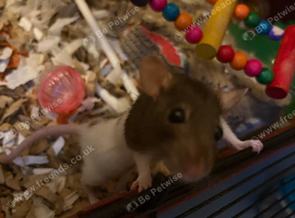 3 dwarf rats