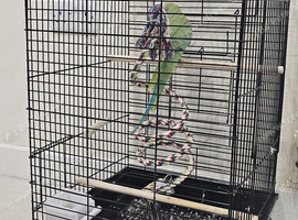 Female parrot