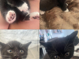 Shorthair kitten ready for a home