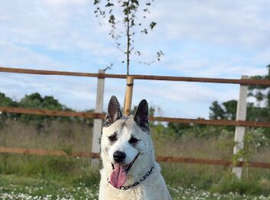 Benji - Akita cross Staffy