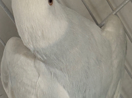 2 Indian ring neck parakeet