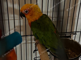 Male conure Glasgow city