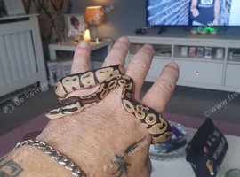 Baby royal python