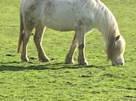 Sole use Grazing land needed in Hartlip, sittingbourne or surrounding areas