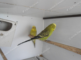 BLACK CHEECK ZEBRA FINCH PAIR,BREEDING PAIR GREEN BUDGIE &pound;50 BLUE &pound;25 EACH
