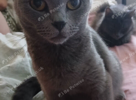 Russian blue female