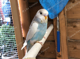 Baby budgies