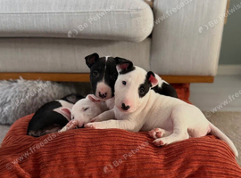 Miniature English bull terrier puppies