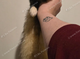 Ferrets for rehome due to relationship breakdown
