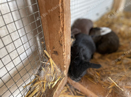 Lop ear rabbits