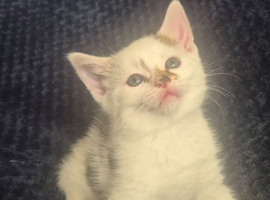 Kittens