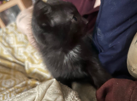 kittens