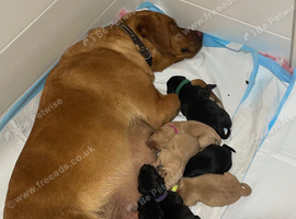 Kennel club Labradors