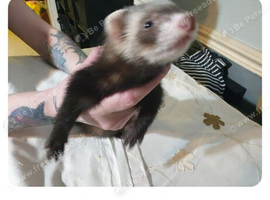 Ferret kit