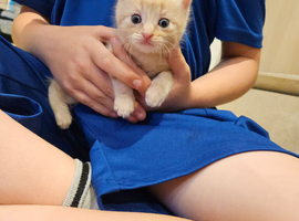 Ive got one girl beautful  kitten left!!!