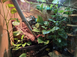 3x Riobamba Marsupial Frogs with enclosure