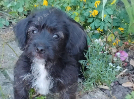 Jackapoo puppie boy ready to leave