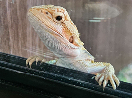 Bearded dragon baby ( Rescue Widnes )