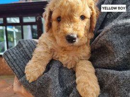 Final Four! F2b Goldendoodle puppies