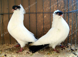 Black german breedr pairs