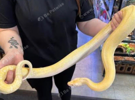Albino granite dwarf Burmese python female