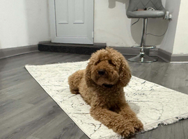 Red miniture golden doodle boy