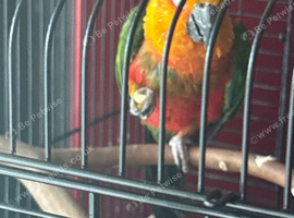 Sun conure