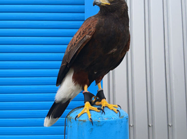 Wanted: Male Harris Hawk