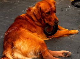 Golden retriever 14 months old