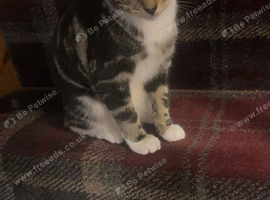 Kittens for sale