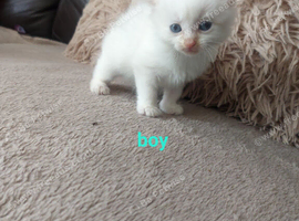 Kittens