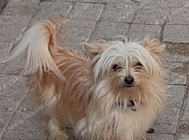 Have 3 beautiful male dogs .