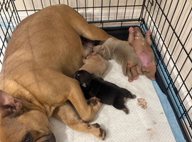 4 english bulldog x French bulldog pups for sale